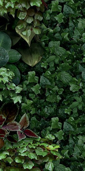 Фото Керамогранит PAPER41 PRO Jane D (4100154) 50x100 от 41ZERO42